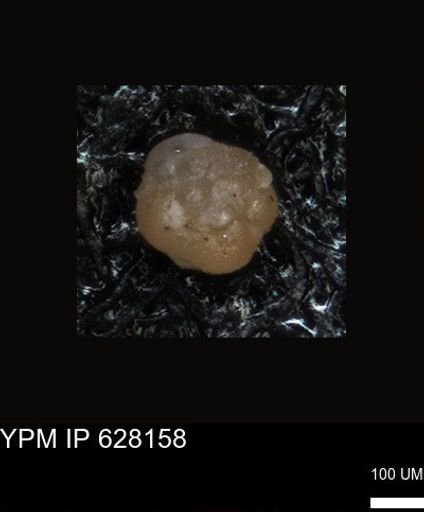 undet. Foraminiferida