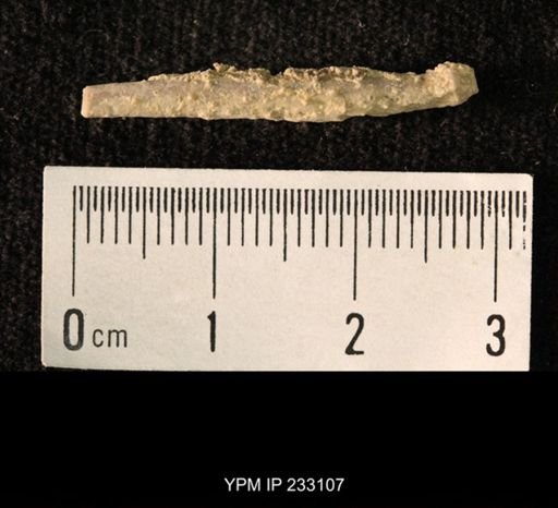 Archaeocidaris sp.