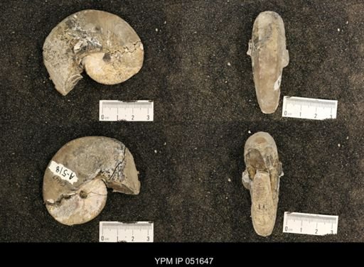 Hoploscaphites nicolletii