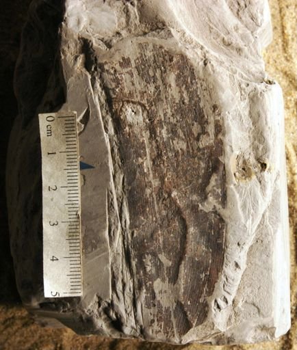 Podozamites marginatus