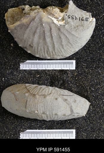 Hoploscaphites