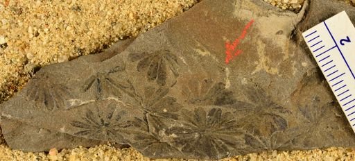 Annularia sp.