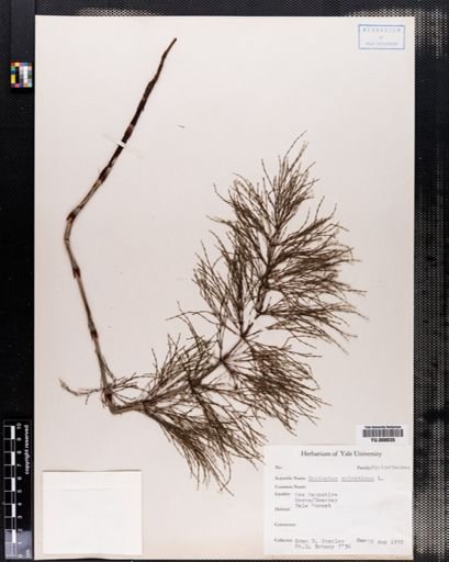 Equisetum sylvaticum