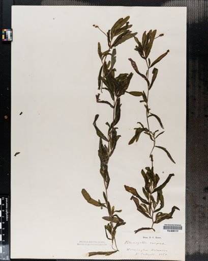 Potamogeton crispus