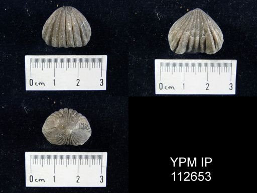 Rhynchotrema capax