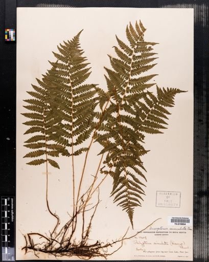 Dryopteris simulata