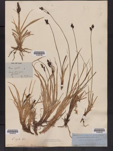 Carex