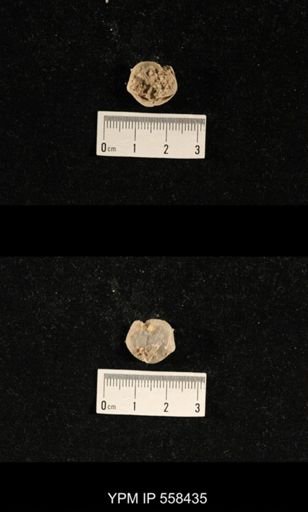 Phricodothyris sp.
