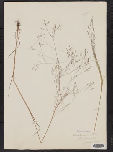 Agrostis scabra