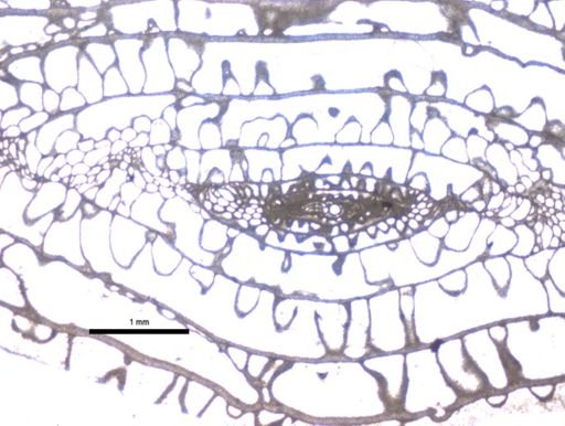 Paraschwagerina gigantea