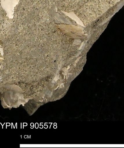 Mollusca?