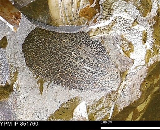 Limopsis striatopunctatus