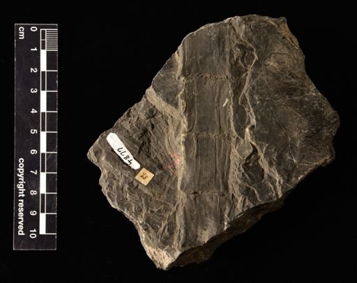 Calamites meriani