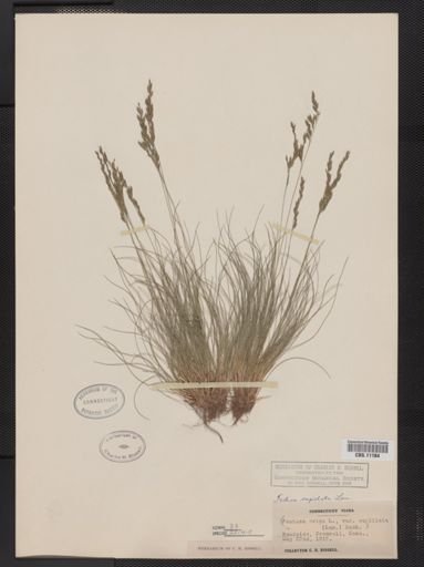 Festuca capillata