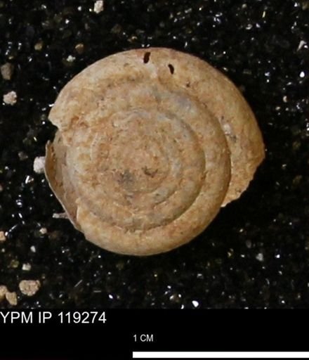 Poecilozonites (Discozonites) reinianus