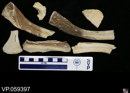 undet. Mosasauridae