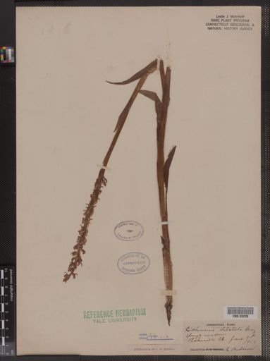 Habenaria dilatata