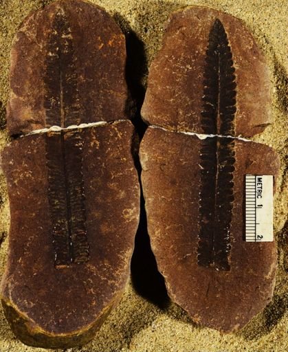 Pecopteris sp.