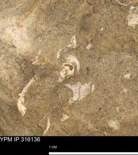 undet. Mollusca