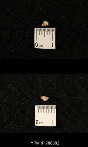 taxon undetermined