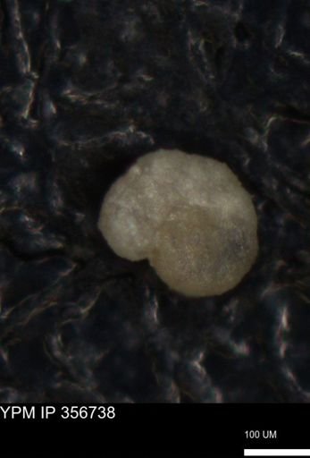 undet. Foraminiferida