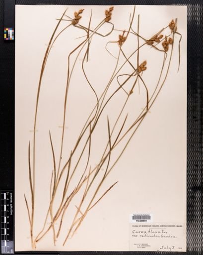 Carex flava