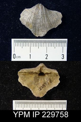 Neospirifer dunbari