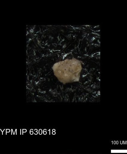 undet. Foraminiferida