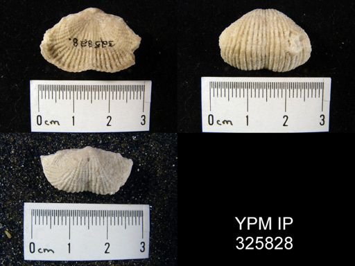 Proboscidella genuina