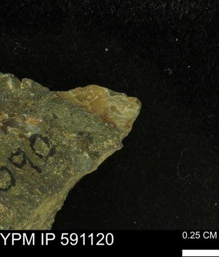 undet. Bivalvia