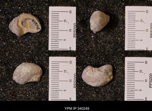 Gryphaea marcoui