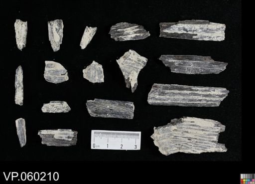 undet. Actinopterygii