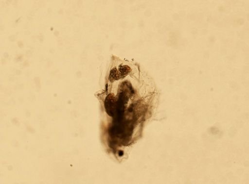 Daphnia pulex