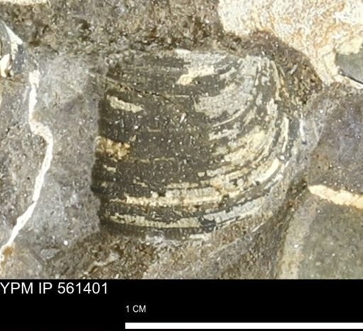 Limopsis?