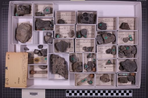 mixed taxa, stratigraphic collection
