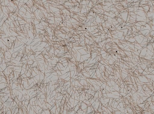 Niphates erecta