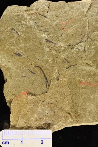 Hostinella sp.