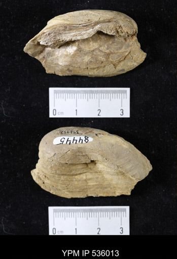 Unio priscus