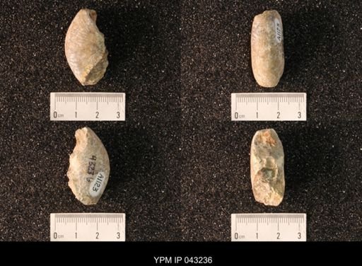 Hoploscaphites nicolletii