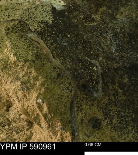 undet. Bivalvia
