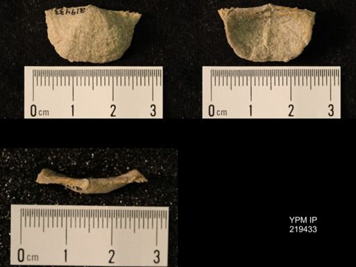 Chonetes granulifer