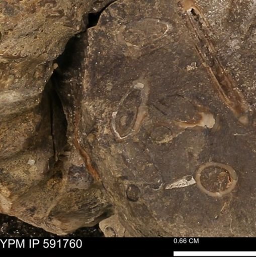 Serpulidae