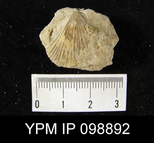 Hebertella fissiplicata