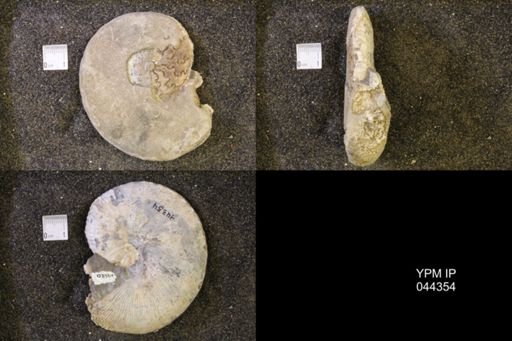 Hoploscaphites comprimus