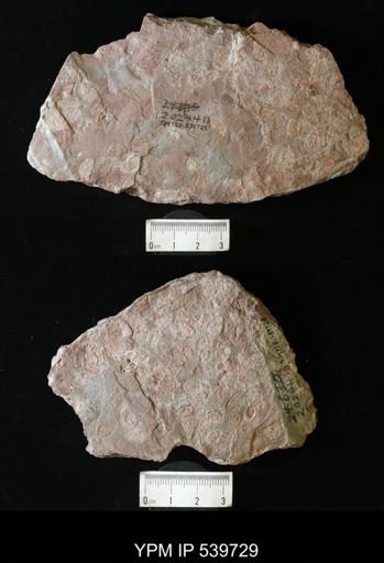 Euestheria cf. hausmanni
