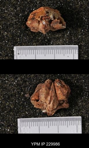 Neospirifer sp.
