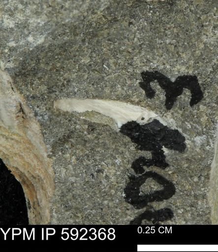 undet. Mollusca