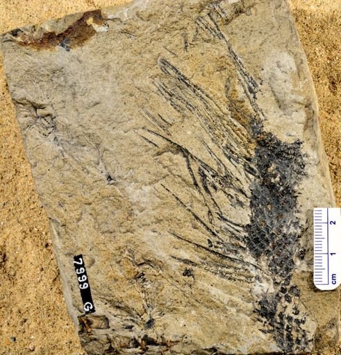 Lepidostrobus variabilis