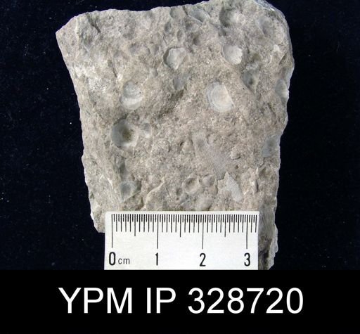 Devonochonetes sp.