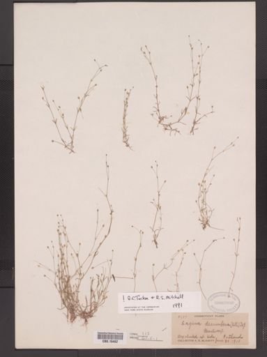 Sagina decumbens